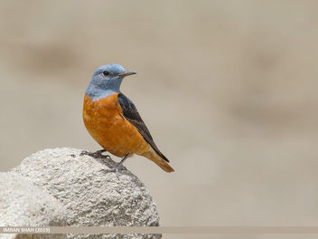 Rufous-tailed Rock-thrush (Monticola saxatilis) - image #462343 gratis